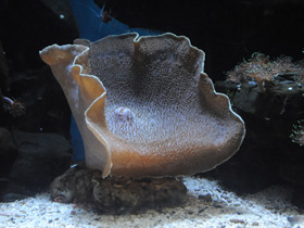 Смотреть фото Амплексидискус Фото Амплексидискус