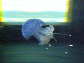 Смотреть фото Пятнистая австралийская медуза Фото Пятнистая австралийская медуза