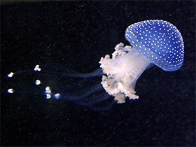 Смотреть фото Пятнистая австралийская медуза Фото Пятнистая австралийская медуза