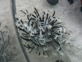 Смотреть фото Морские лилии Фото Морские лилии