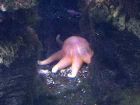 Смотреть фото Мохнатый солнечник Фото Мохнатый солнечник