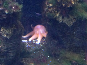 Смотреть фото Мохнатый солнечник Фото Мохнатый солнечник