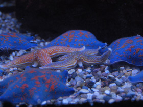 Смотреть фото Колкая дистоластерия Фото Колкая дистоластерия