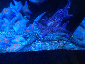 Смотреть фото Колкая дистоластерия Фото Колкая дистоластерия