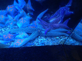 Смотреть фото Колкая дистоластерия Фото Колкая дистоластерия