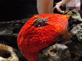 Фото Трехцветная голотурия