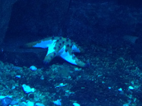 Смотреть фото Протореастер нодосус Фото Протореастер нодосус