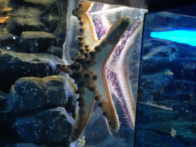 Смотреть фото Протореастер нодосус Фото Протореастер нодосус