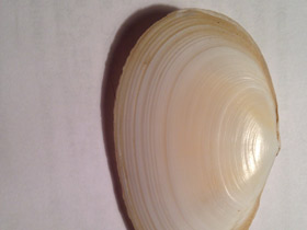 Смотреть фото Синдесмии Фото Синдесмии