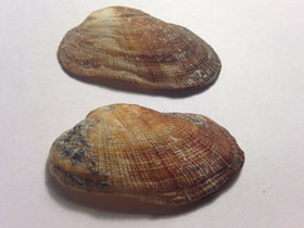 Смотреть фото Barbatia barbata Фото Barbatia barbata