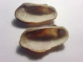 Смотреть фото Barbatia barbata Фото Barbatia barbata