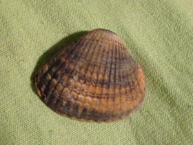 Фото Зелёная сердцевидка