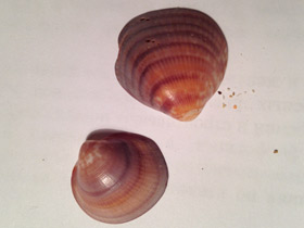 Смотреть фото Глицимериды Фото Глицимериды