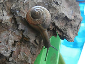 Смотреть фото Кустарниковая улитка Фото Кустарниковая улитка