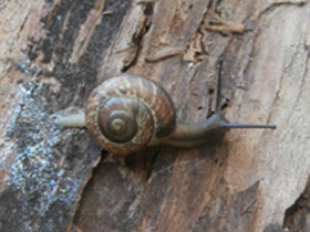 Смотреть фото Кустарниковая улитка Фото Кустарниковая улитка