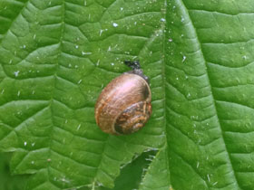 Смотреть фото Кустарниковая улитка Фото Кустарниковая улитка