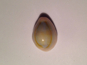 Смотреть фото Ципрея аннулюс Фото Ципрея аннулюс