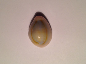 Смотреть фото Ципрея аннулюс Фото Ципрея аннулюс