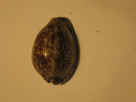 Смотреть фото Ципрея арабика имманис Фото Ципрея арабика имманис