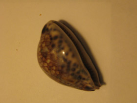 Смотреть фото Ципрея арабика имманис Фото Ципрея арабика имманис