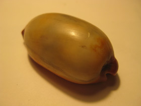 Смотреть фото Ципрея тальпа Фото Ципрея тальпа