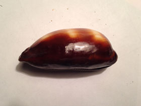 Смотреть фото Ципрея тальпа Фото Ципрея тальпа