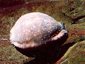 Смотреть фото Тигровая ципрея Фото Тигровая ципрея