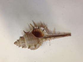 Смотреть фото Мурекс трапа Фото Мурекс трапа