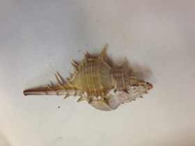 Смотреть фото Мурекс трапа Фото Мурекс трапа