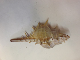 Смотреть фото Мурекс трапа Фото Мурекс трапа