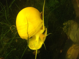 Фото Обыкновенная ампуллярия