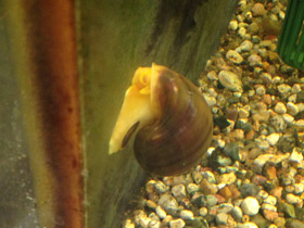 Фото Обыкновенная ампуллярия