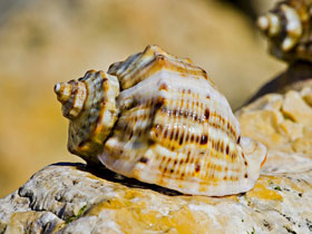 Фото Рапана Томаса