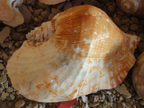 Смотреть фото Широчайший стромбус Фото Широчайший стромбус