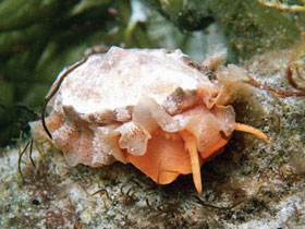 Фото Гигантская тугалия