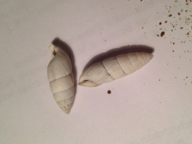 Смотреть фото Эниды Фото Эниды