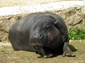 Смотреть фото Карликовый бегемот: малыш из Либерии Фото Карликовый бегемот: малыш из Либерии