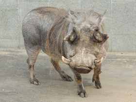 Смотреть фото Пустынный бородавочник Фото Пустынный бородавочник