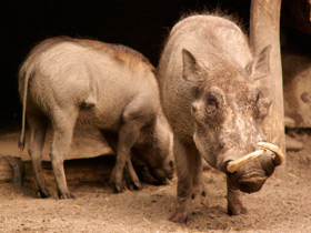 Смотреть фото Бородавочник: чудо-юдо из саванны Фото Бородавочник: чудо-юдо из саванны