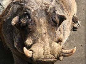 Смотреть фото Бородавочник: чудо-юдо из саванны Фото Бородавочник: чудо-юдо из саванны