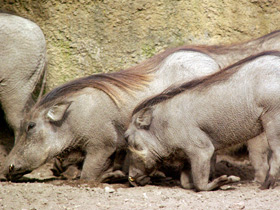 Смотреть фото Бородавочник: чудо-юдо из саванны Фото Бородавочник: чудо-юдо из саванны