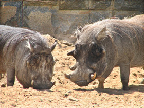 Смотреть фото Бородавочник: чудо-юдо из саванны Фото Бородавочник: чудо-юдо из саванны