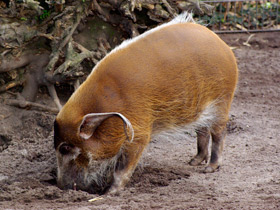 Смотреть фото Кистеухая речная свинья: апельсиновая хрюшка Фото Кистеухая речная свинья: апельсиновая хрюшка