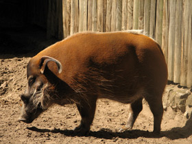 Смотреть фото Кистеухая речная свинья: апельсиновая хрюшка Фото Кистеухая речная свинья: апельсиновая хрюшка