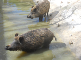 Смотреть фото Кабан Фото Кабан