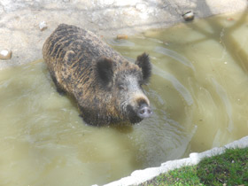 Смотреть фото Кабаны Фото Кабаны