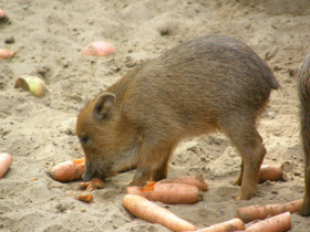 Смотреть фото Белобородый пекари Фото Белобородый пекари