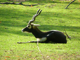Смотреть фото Гарна Фото Гарна