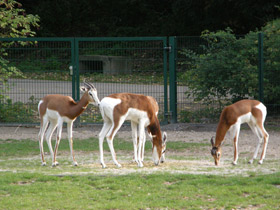 Смотреть фото Мхоррская газель Фото Мхоррская газель