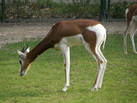 Смотреть фото Мхоррская газель Фото Мхоррская газель